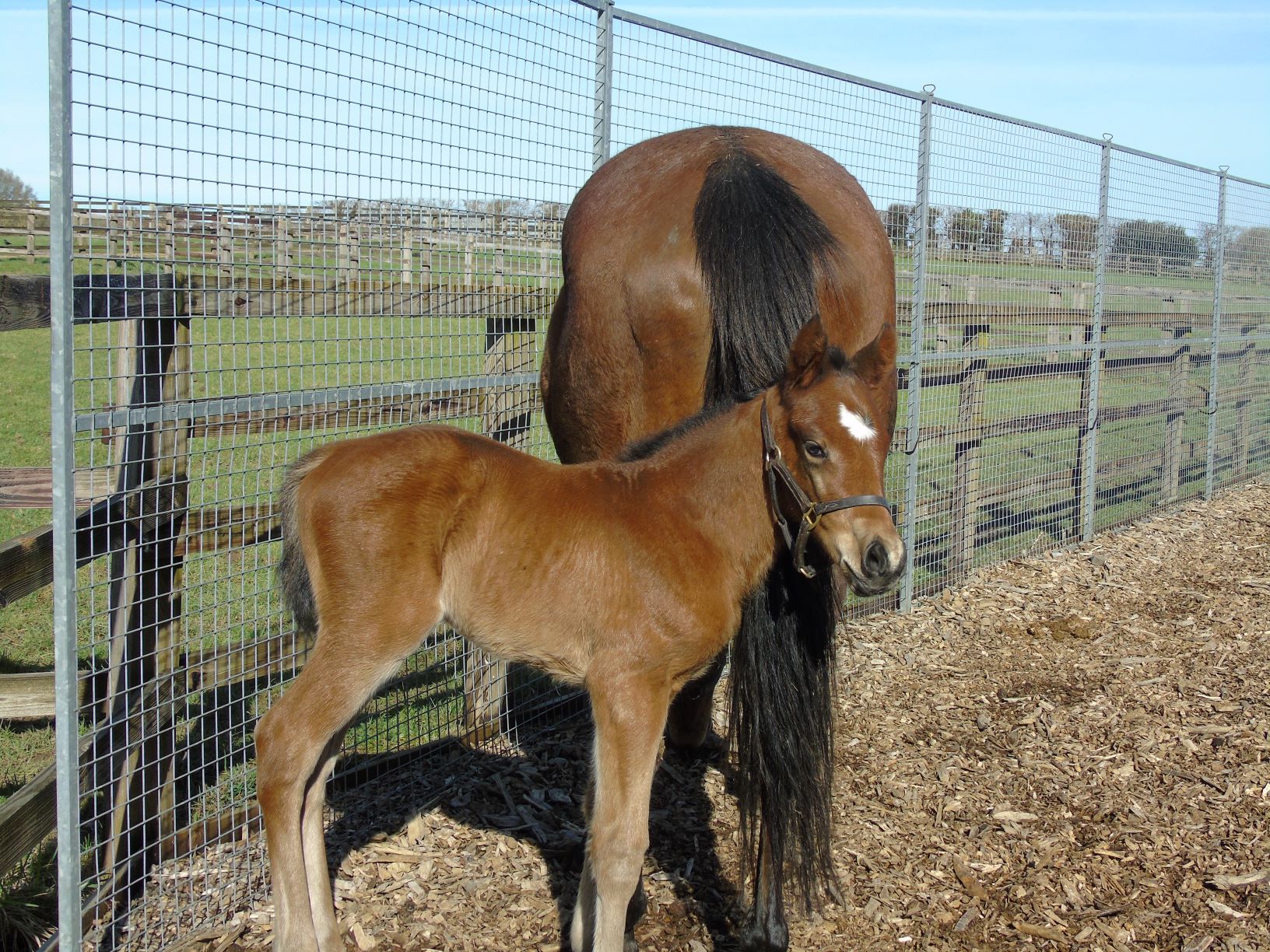 2021 filly by Dubawi